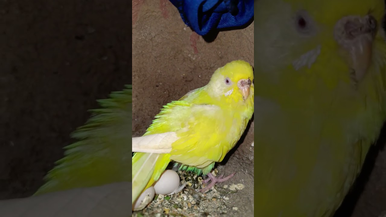 Budjigs mini colony breeding #shortvideo #budgie_videos #budgiebreeding #budgiesbirdshortsvideo