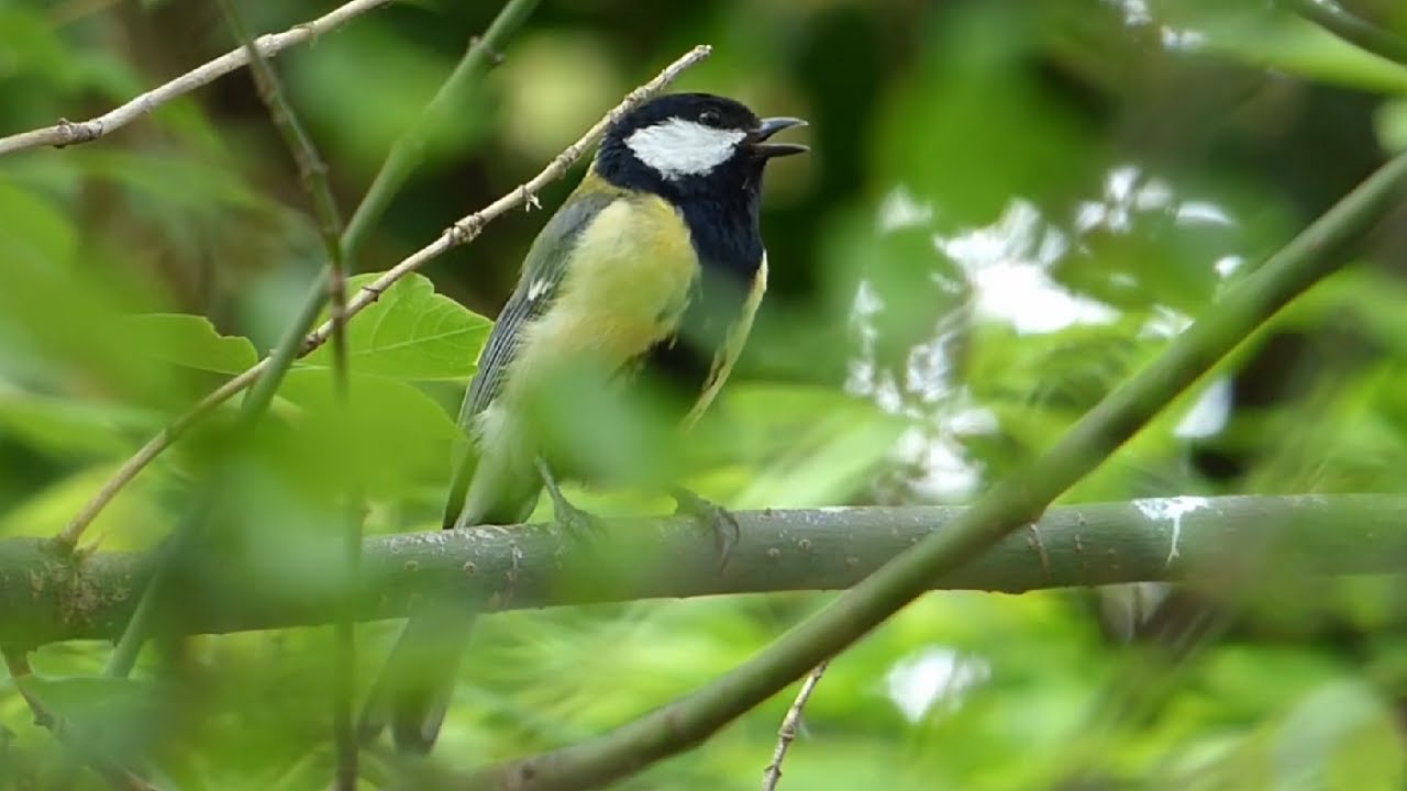 Ptice Hrvatske - Velika sjenica, mužjak (Parus major) (Birds of Croatia - Great Tit, male) (1/10)