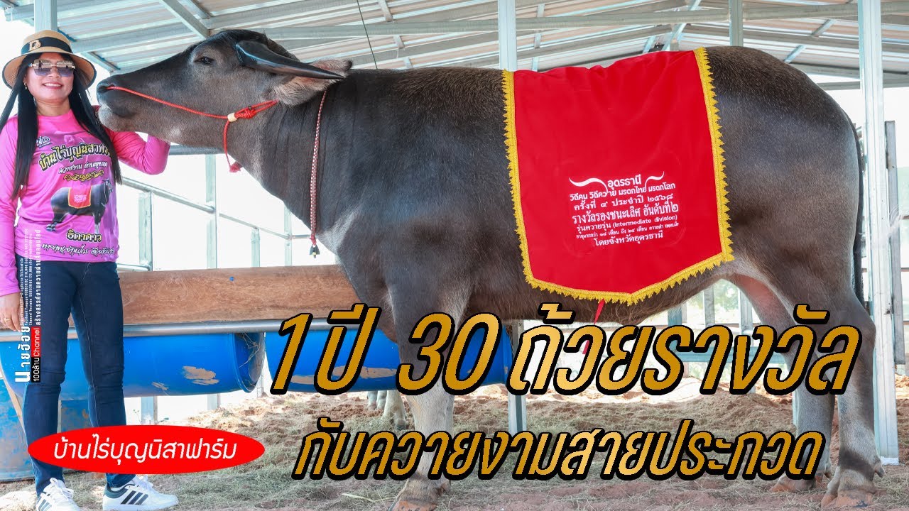 ประกวดควายงาม1ปี กับ30ถ้วยรางวัล บ้านไร่บุญนิสาฟาร์มควายงามโคราช (089-711-5477)
