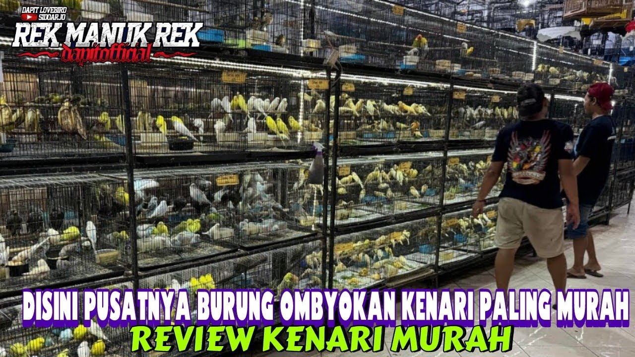 REVIEW KENARI MURAH !!! DISINI PUSATNYA BURUNG OMBYOKAN KENARI PALING MURAH