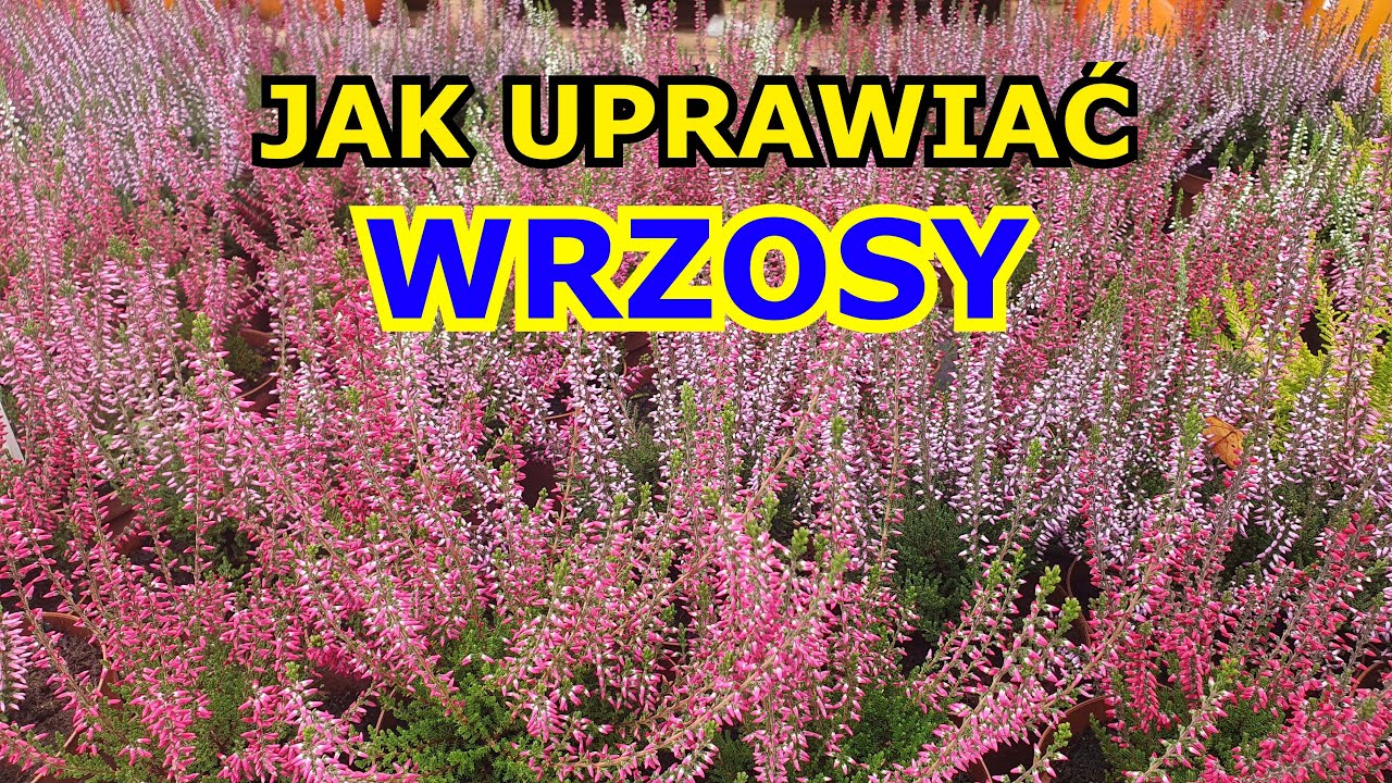Jak uprawiać Wrzosy - niezbędne informacje
