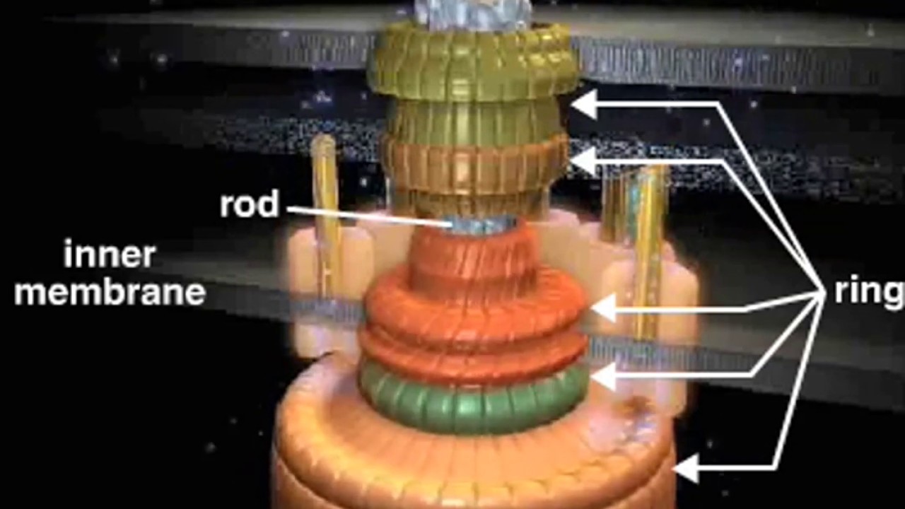 bacterial flagellum