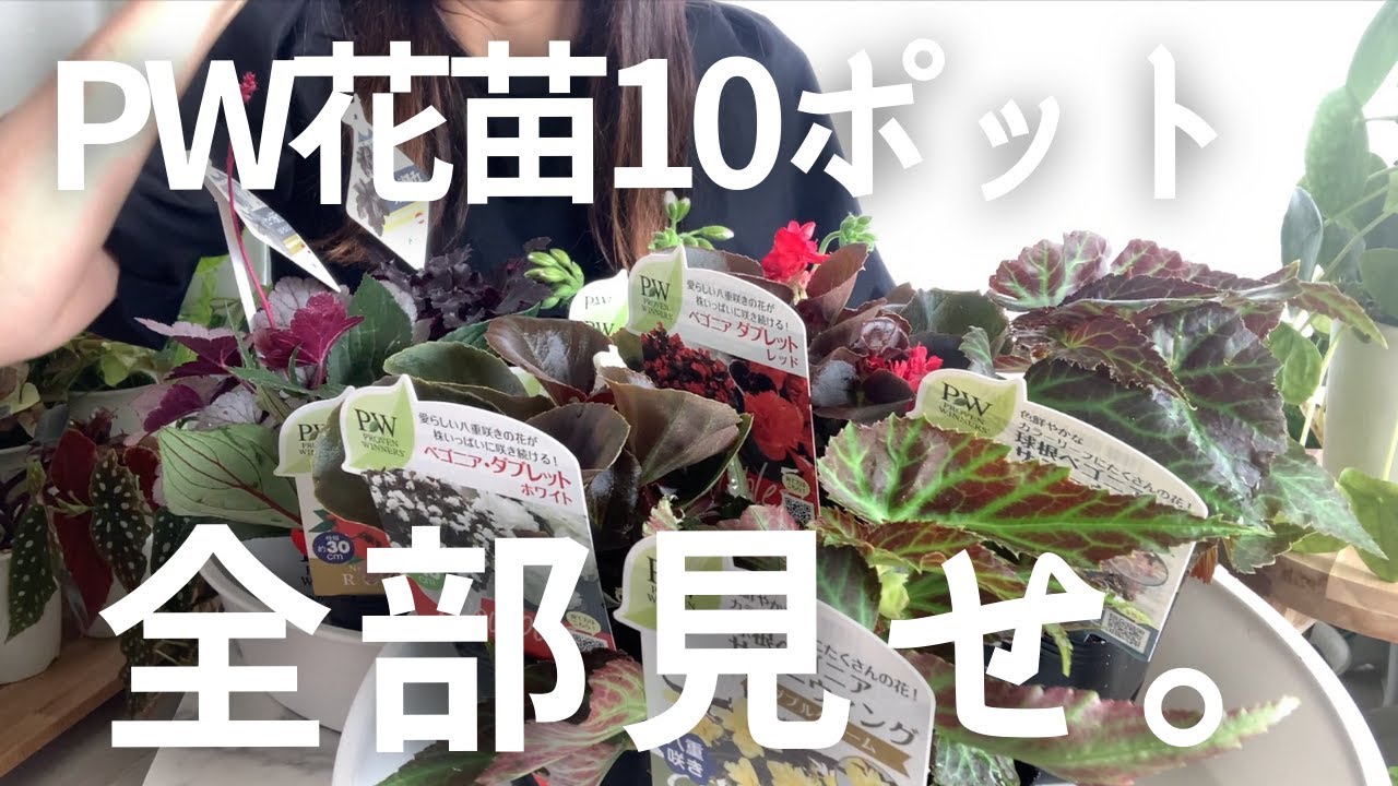 観葉植物ラヴァ―が選んだ「花苗」10ポットを全部見せ！