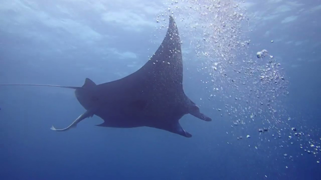 Why Ishigaki is the BEST Place to see the Giant Ocean Manta Rays