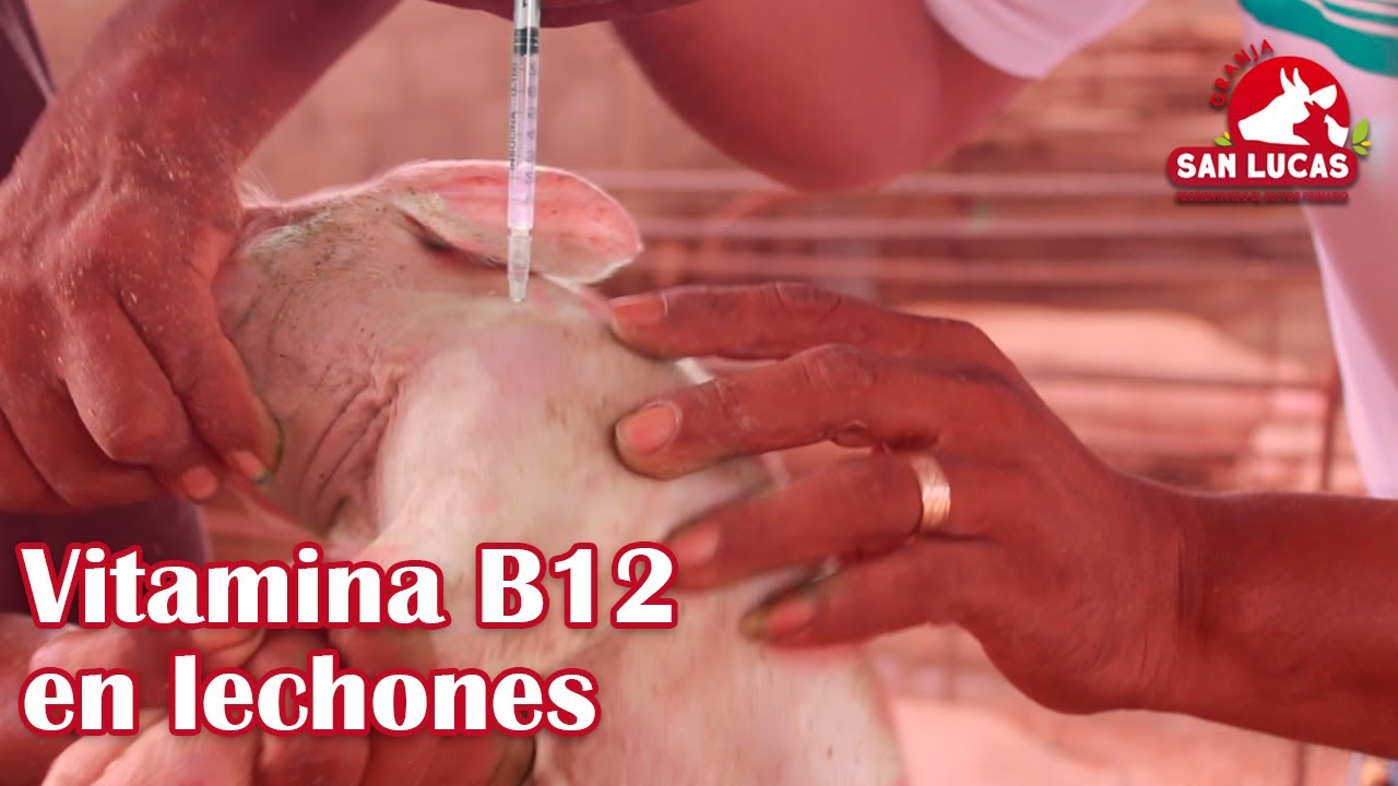 Beneficios y aplicación de VITAMINA B12 en lechones | Granja San Lucas