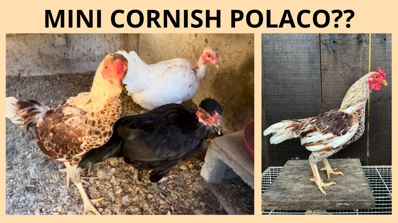 Nossa criação de Mini Cornish | Coração Campeiro