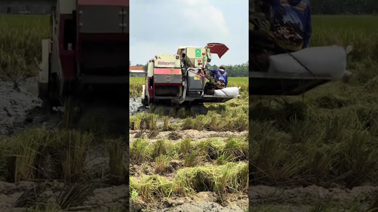 MAXXI #combineharvester #maxxibimoterbaru #maxxibimo #combinepadi #maxxibimo102standar #combinepadi