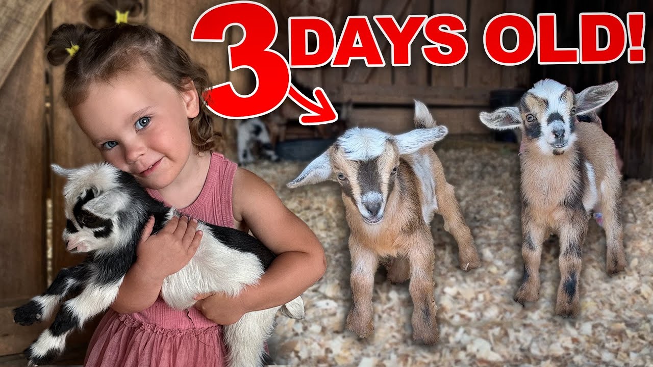 Taking Care of the Baby Goats All By Herself