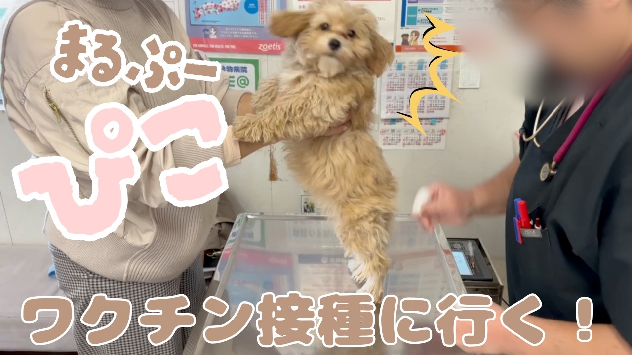 【マルプー子犬３ヶ月】ぴこ、ワクチン接種へ行く！