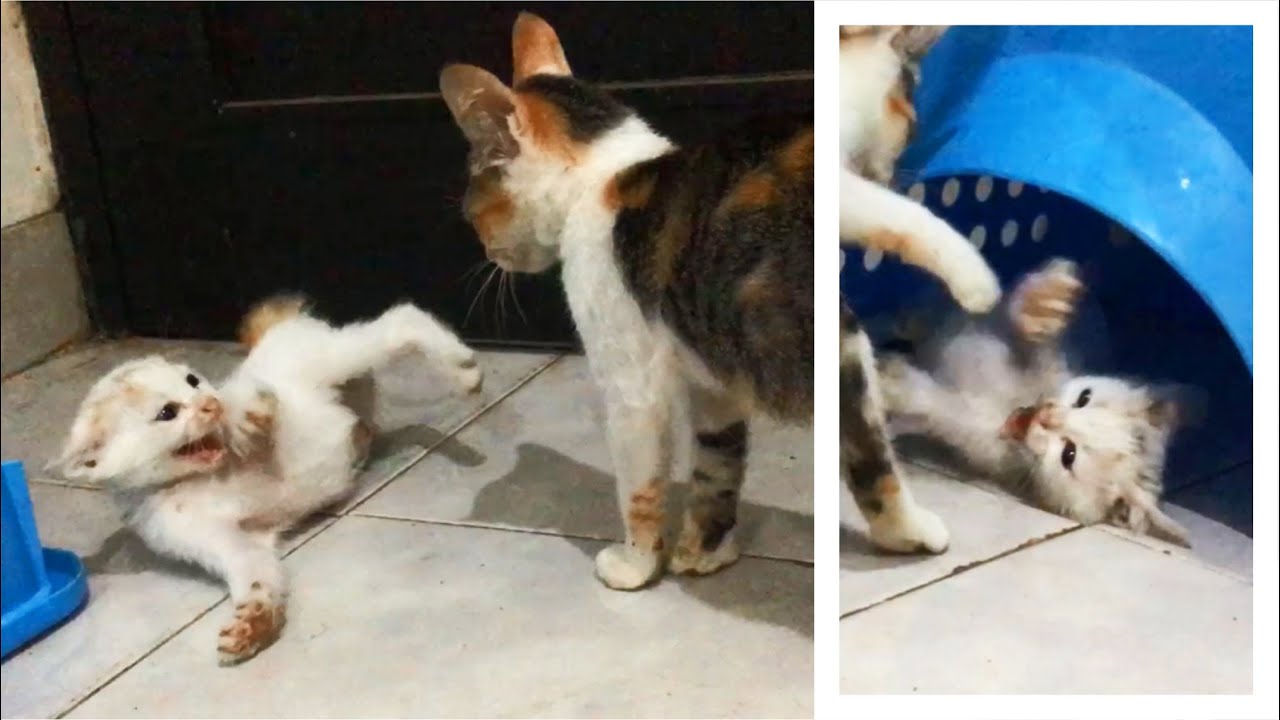 New Kitten Is Angry & Hissing At A Cat That Wants To Play Wrestle With Her - Anak Kucing Lucu