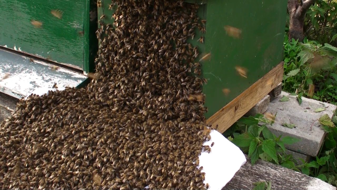Honey bees swarm accepting new home and fanning Nasonov pheromone