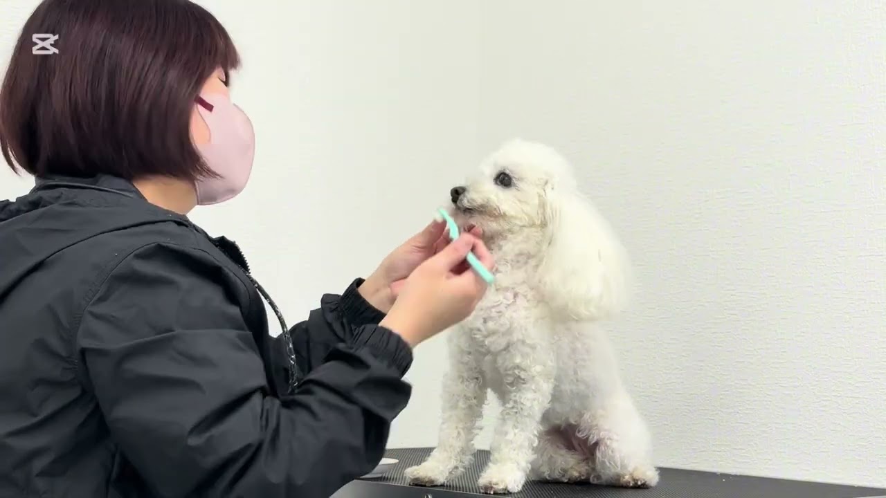 らっきいちゃんのトリミング記録