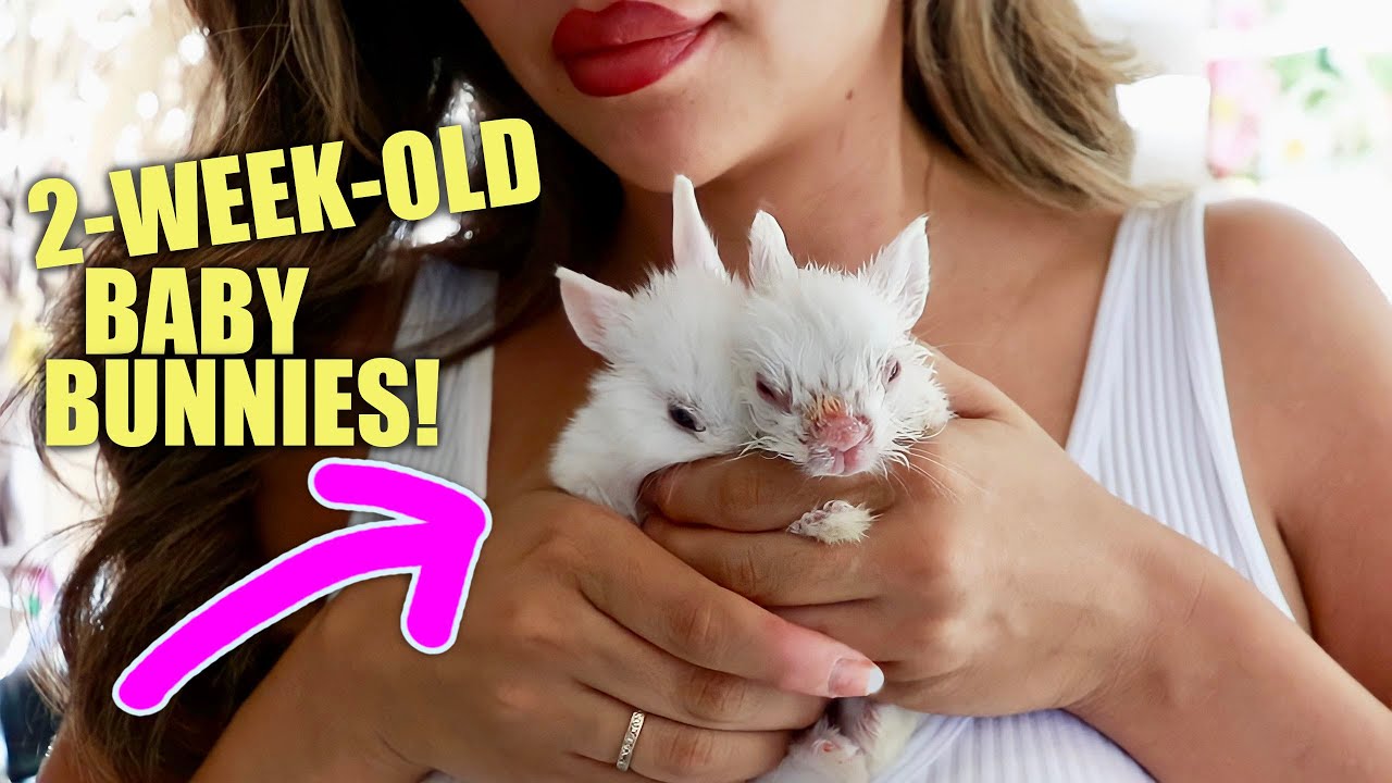 WE RESCUED TWO BABY BUNNIES ABANDONED BY THEIR OWNER