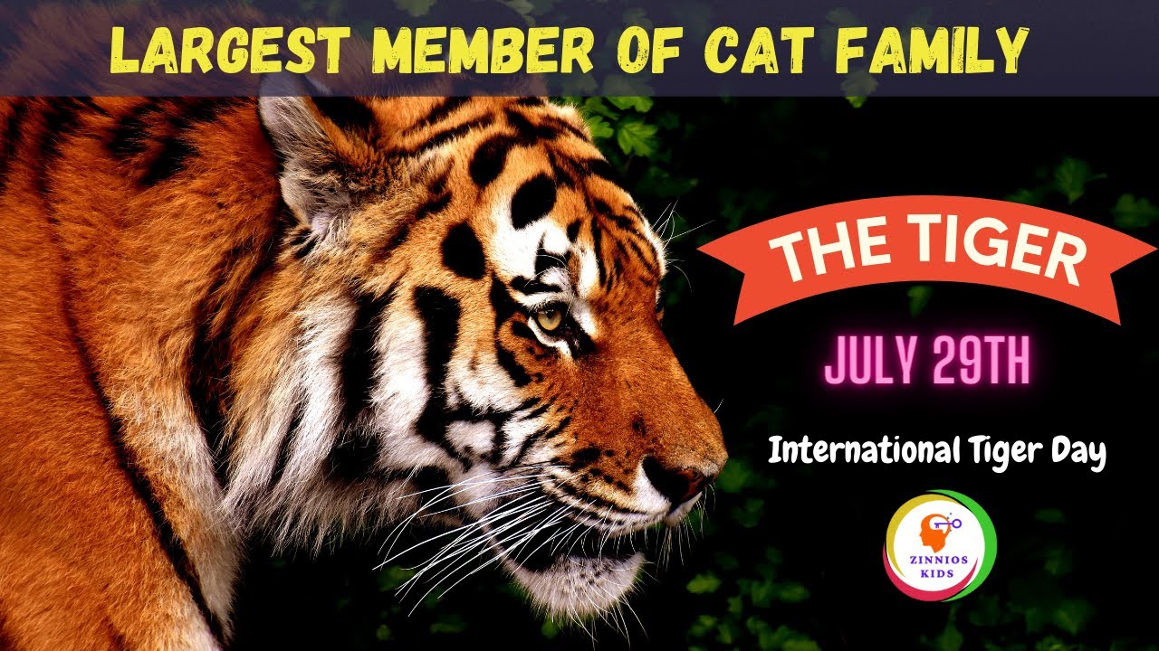 Tiger facts for kids | International Tiger day | July29th