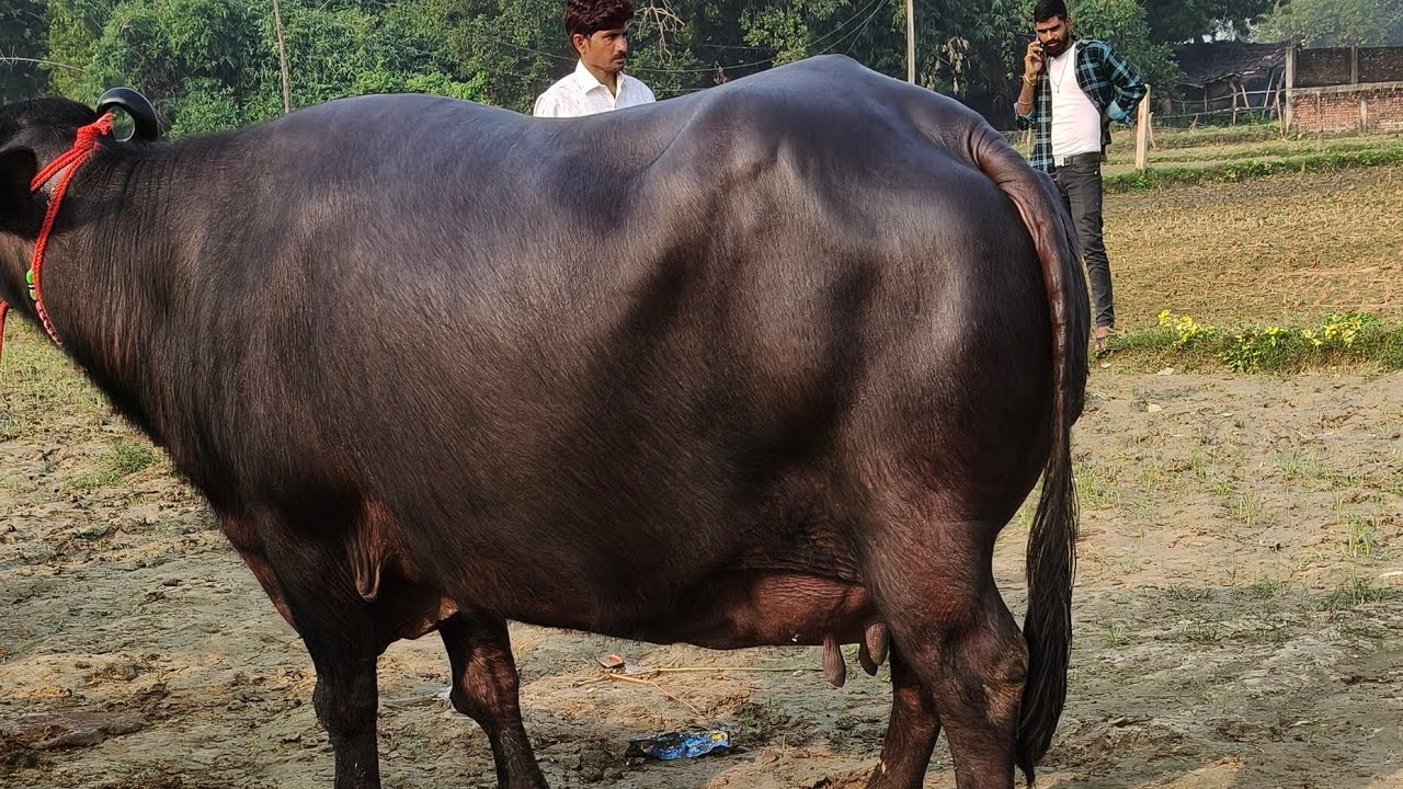 Pashu bajar mauhariya Mela mandi live video aap sab hamari YouTube channel ko subscribe Karen 🙏🙏🐂🐄