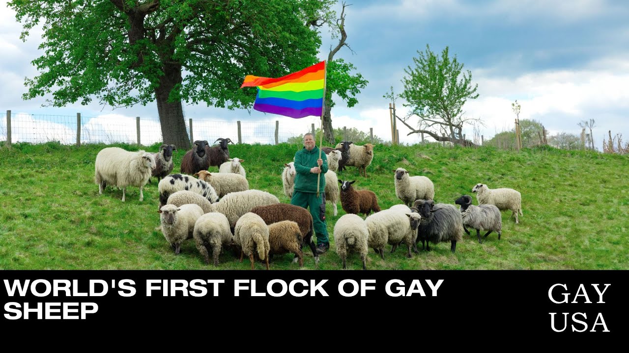 Worlds First Flock of Gay Sheep | Gay USA 11/19/2025