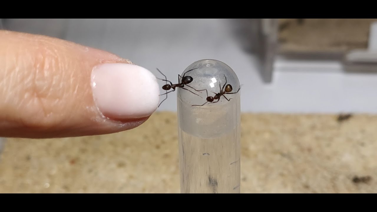 Les gentilles fourmis - Camponotus nicobarensis