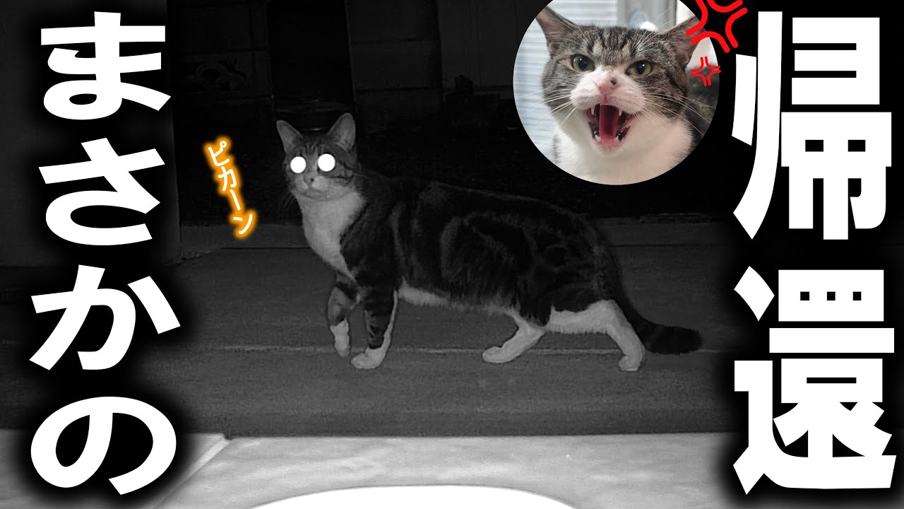 脱走して姿を見せなくなった凶暴猫が2週間ぶりに戻ってきた！