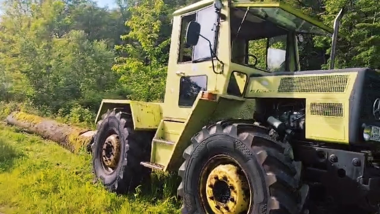 MB Trac 800 zieht schweren und eingewachsen Buchen Stamm aus dem Wald mit Hanglage