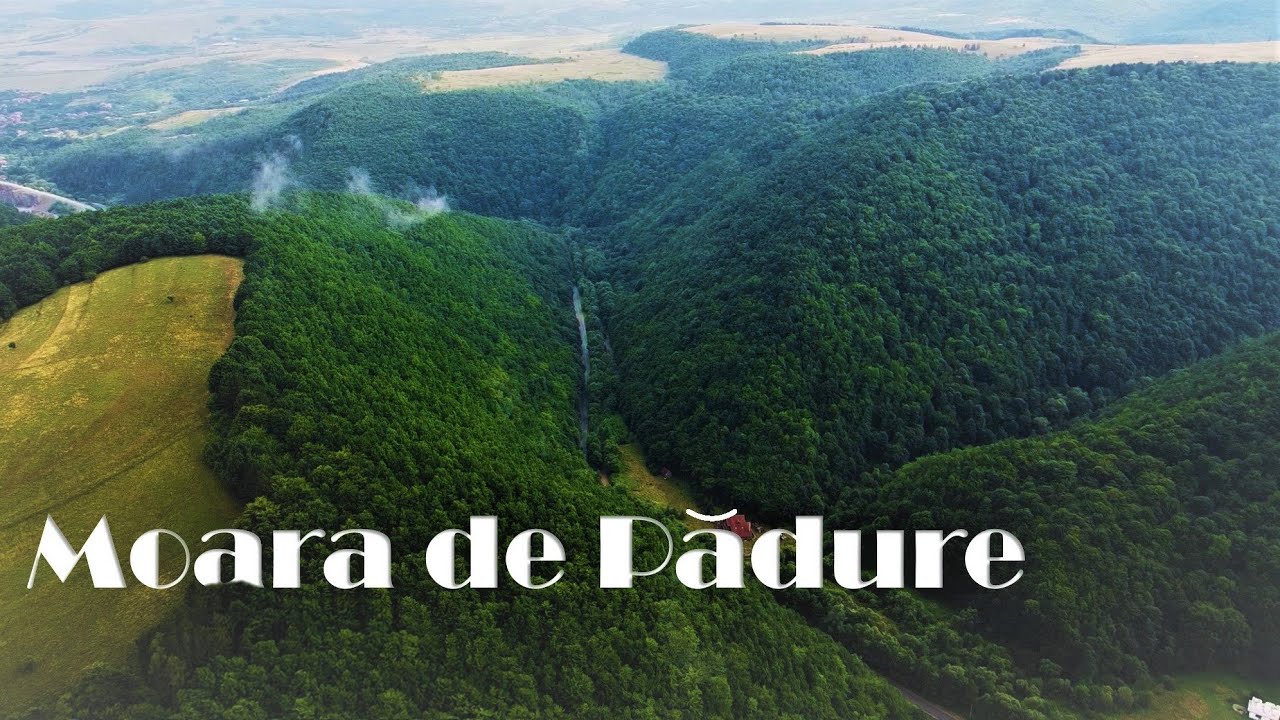 Moara de Pădure környéke