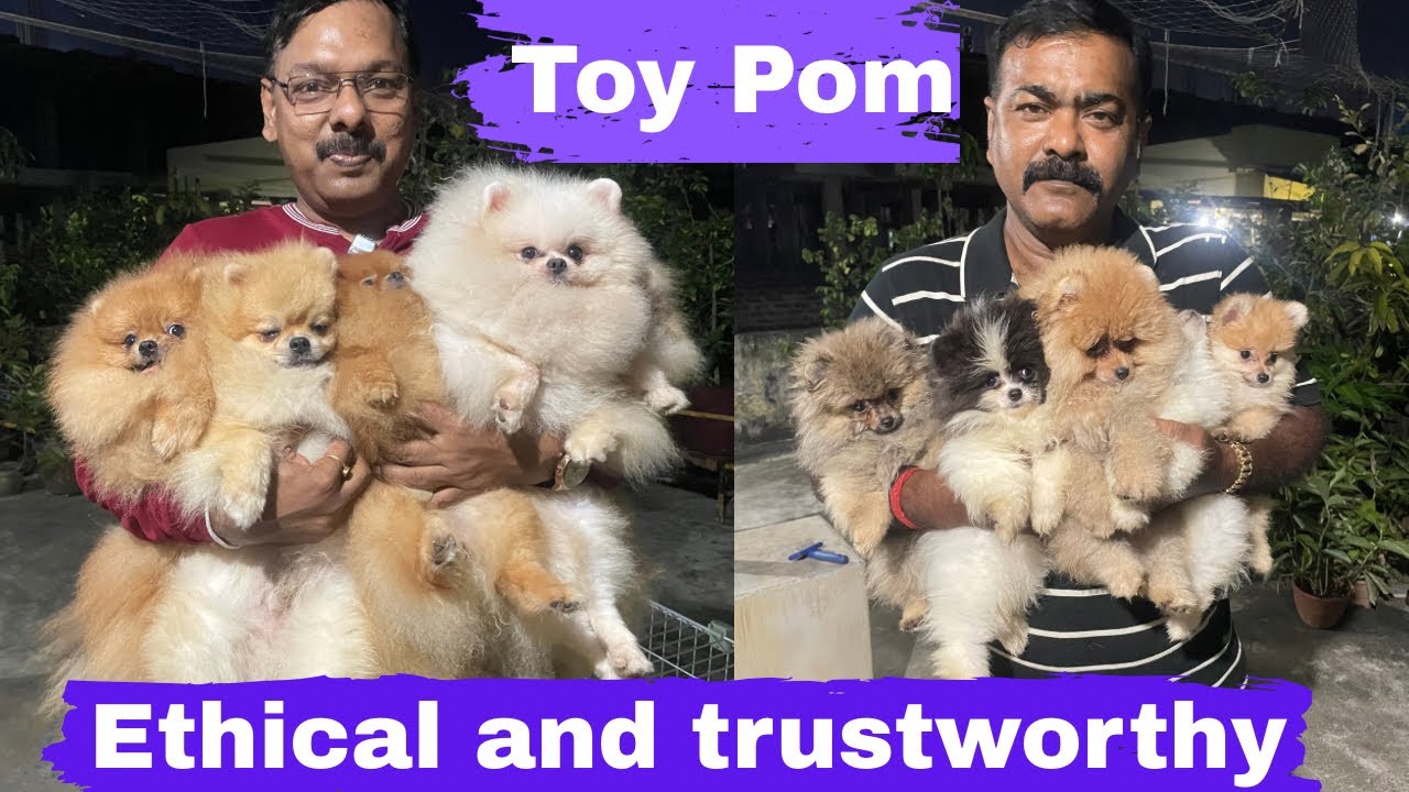 Cute tea cup Pomeranian puppies😊Toy Pomeranian dog breed😊Toy Pomeranian price🤗Pomeranian