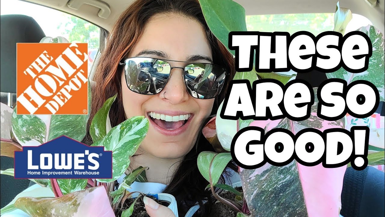 THESE ARE SO PRETTY!! 🩷✨️ Pink Princess Philodendron + More at Home Depot & Lowe's in Manchester CT