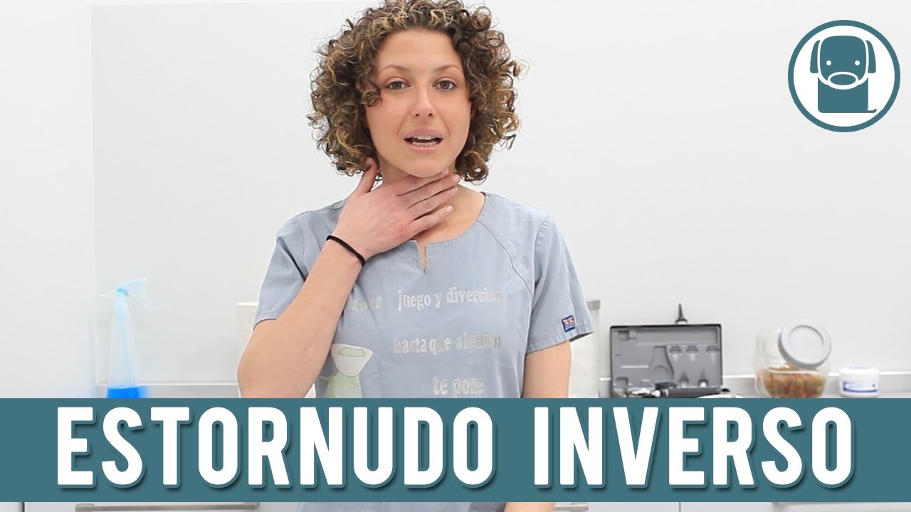 Estornudo Inverso En Perros