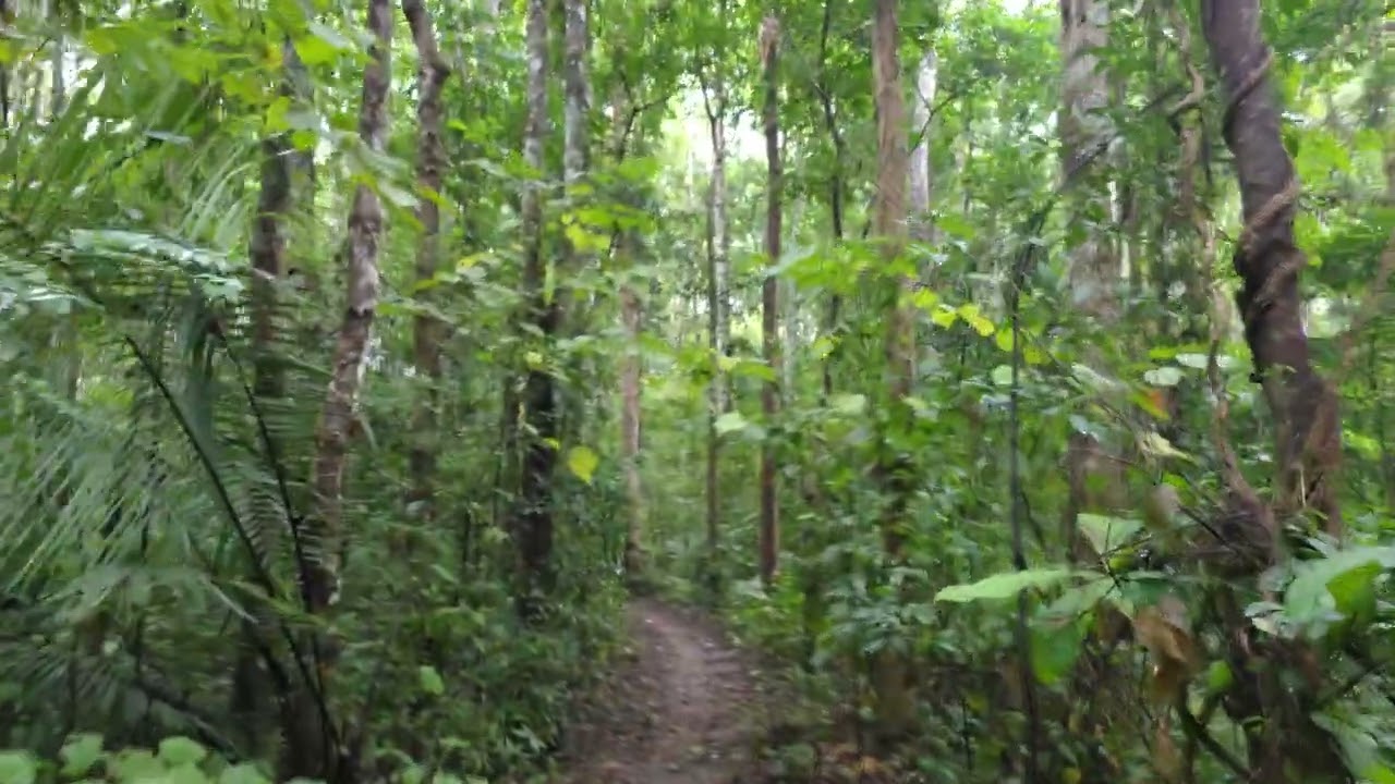 Walking through Laos jungle 