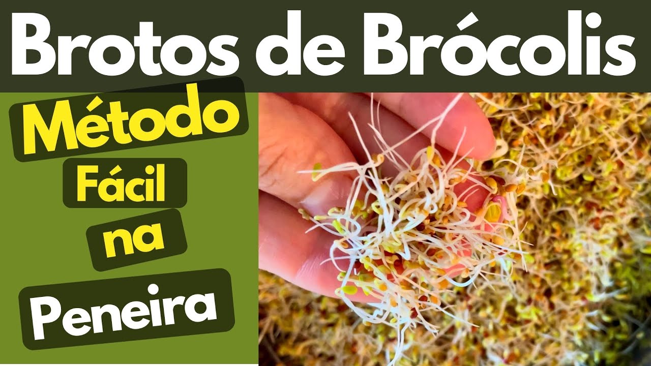 BROTOS DE BRÓCOLIS: prevenção de cancer