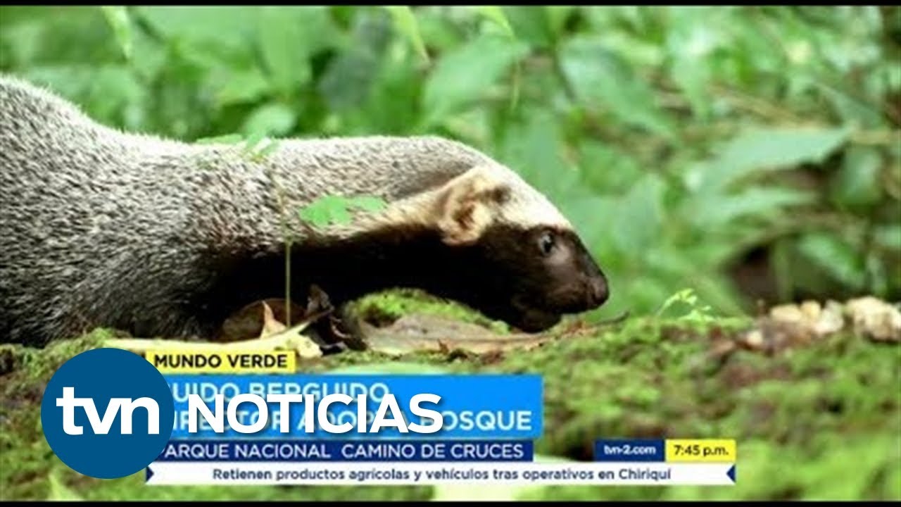 Mundo Verde el grisón, un mamífero poco conocido en Panamá | TVN Noticias