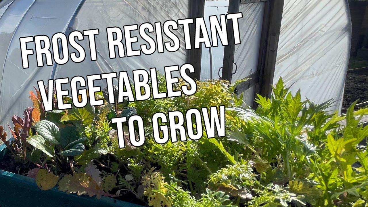 Frost Resistant Vegetables to Grow in Winter 