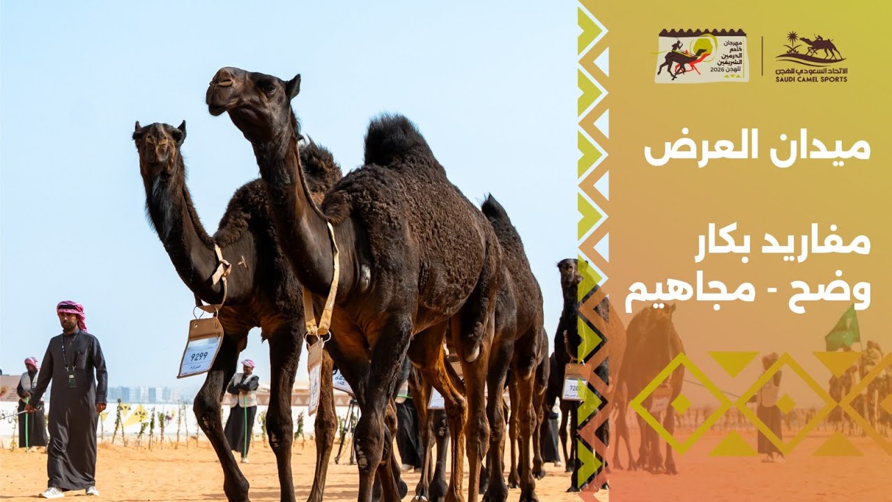 ميدان العرض - أشواط المزاين (وضح - مجاهيم) ضمن #مهرجان_خادم_الحرمين_الشريفين_للهجن 2026