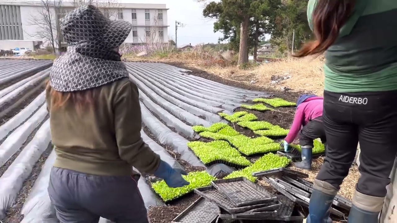 After 1st farm lettuce 🥬 2nd farm Pagttanim😊4-21-2022 Happy Farmer 👩&zwj;🌾