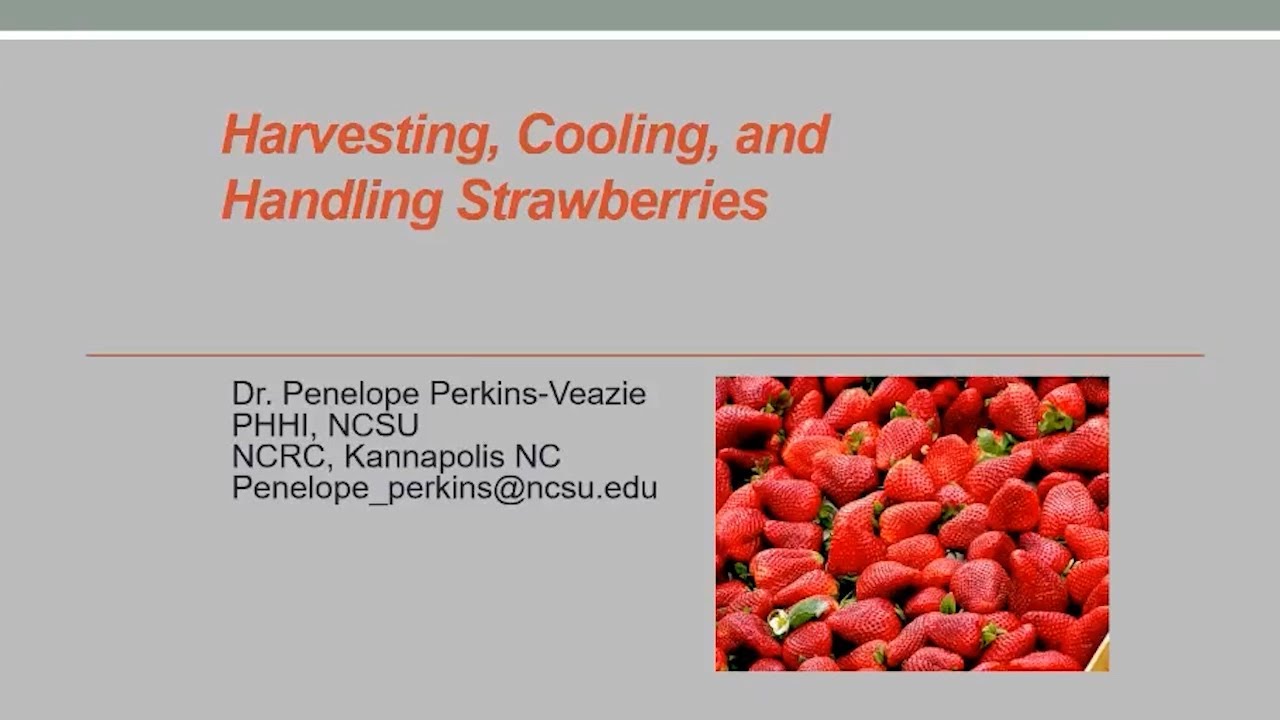 2022 Fruit School - Harvesting, Cooling, and Handling Strawberries