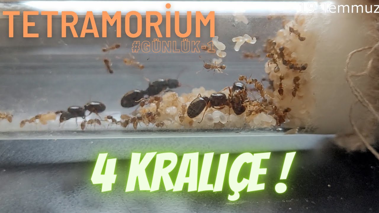 Tetramorium Multi Queen #günlük -1 ( Kolonimizi Transfer Ediyoruz)