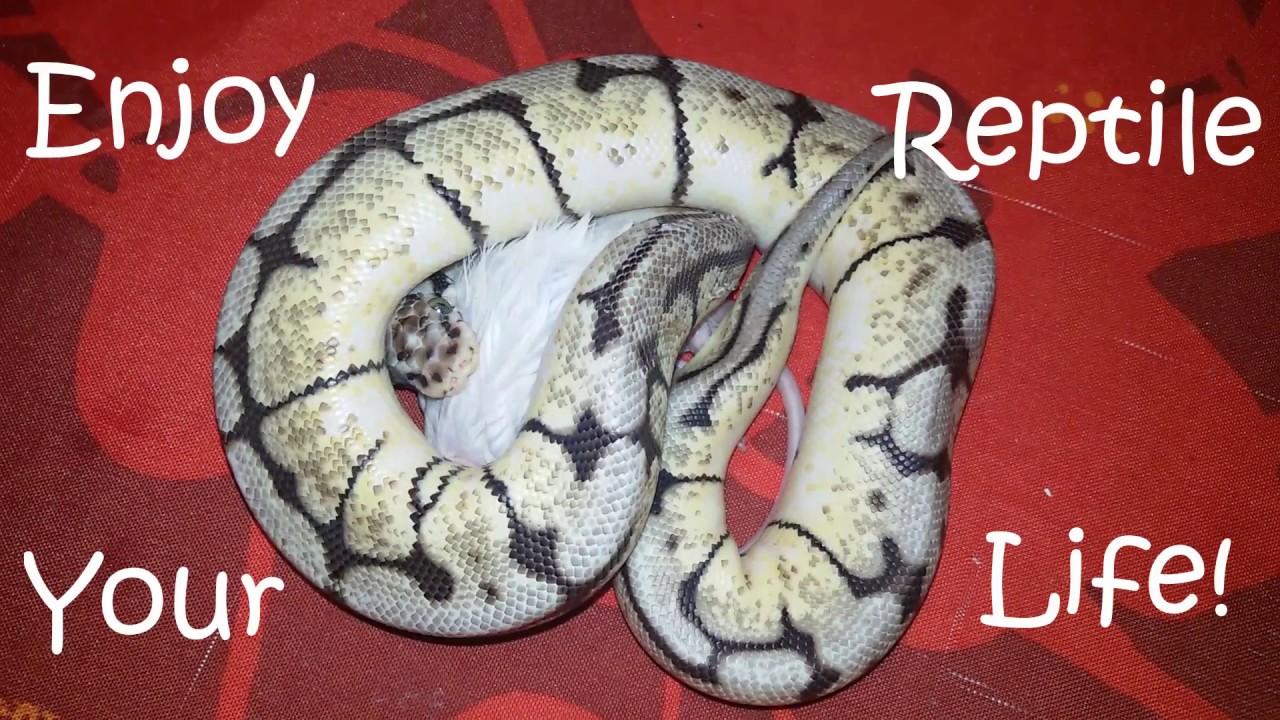 NOURRISSAGE DES SERPENTS- Conseils et astuces.