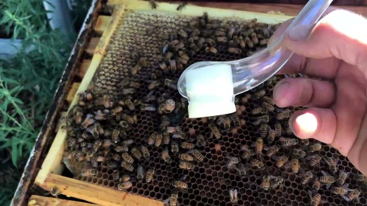 How to Use a Queen Catching Pipe