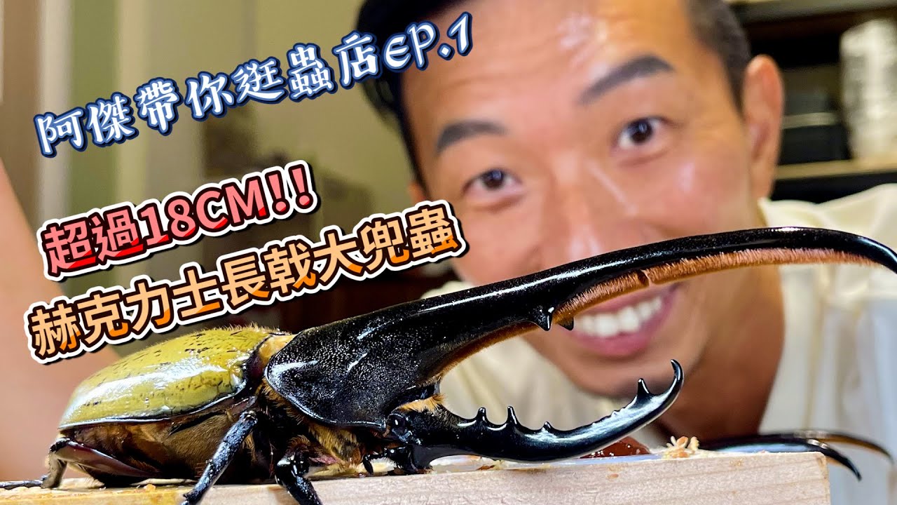 熱血阿傑超狂生態課！長戟大兜超過18公分飼養秘訣大公開 甲蟲王者 蟲趣昆蟲生態館 阿傑帶你逛蟲店