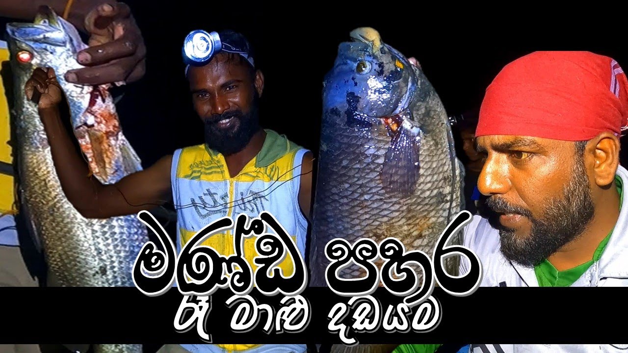 මණ්ඩ පහර | Manda pahara | කිඹුල්ලුත් එක්ක බෑ | @wishwatiyubaya 🎣😲👣