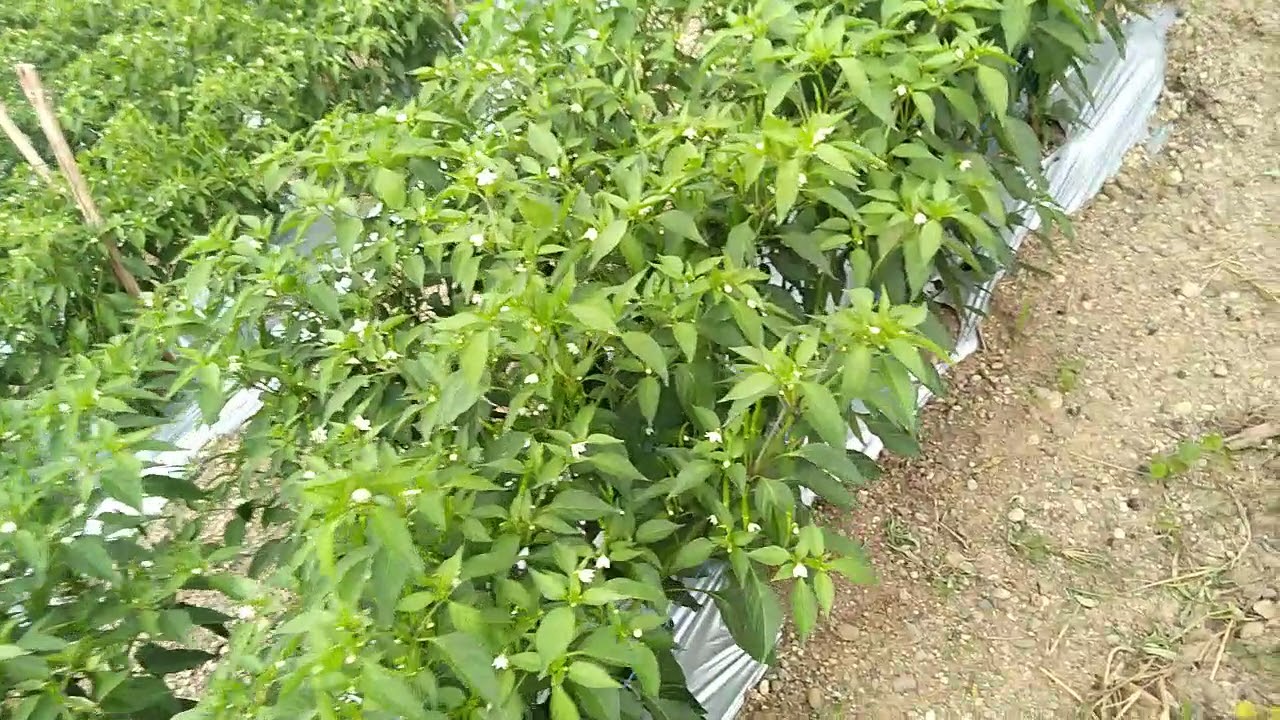 60 days after transplanting (DAT) Siling Labuyo Sarangani Farmer / TuyanAgriFarmers