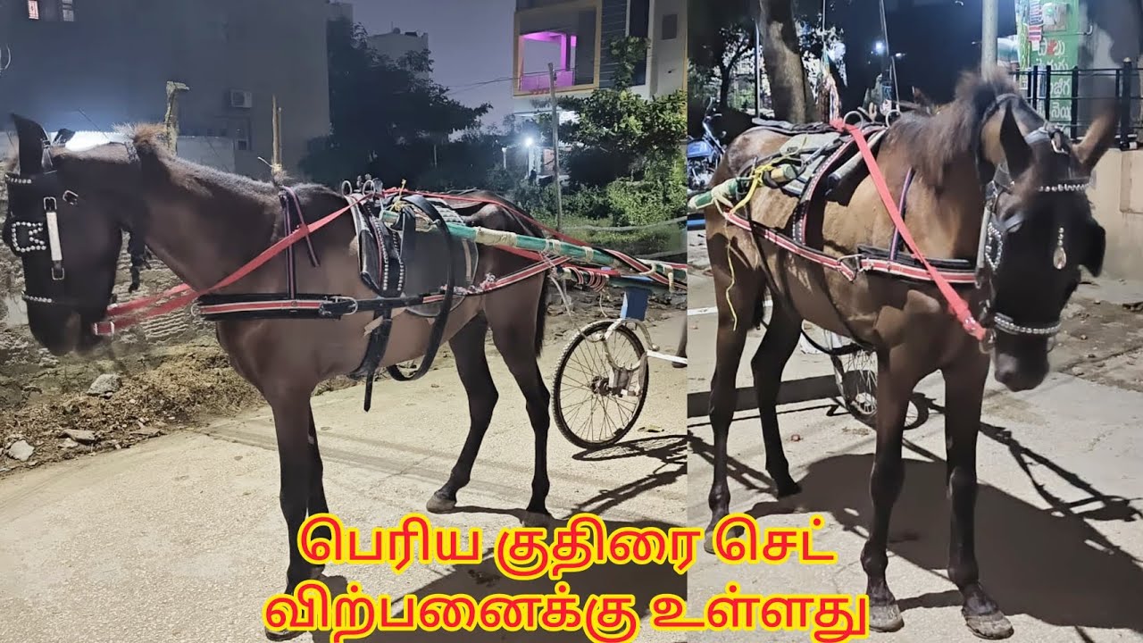 Sindhi male horse available in chittor/சிந்தி ஆண் குதிரை கிடைக்குது வந்து பாருங்க. 