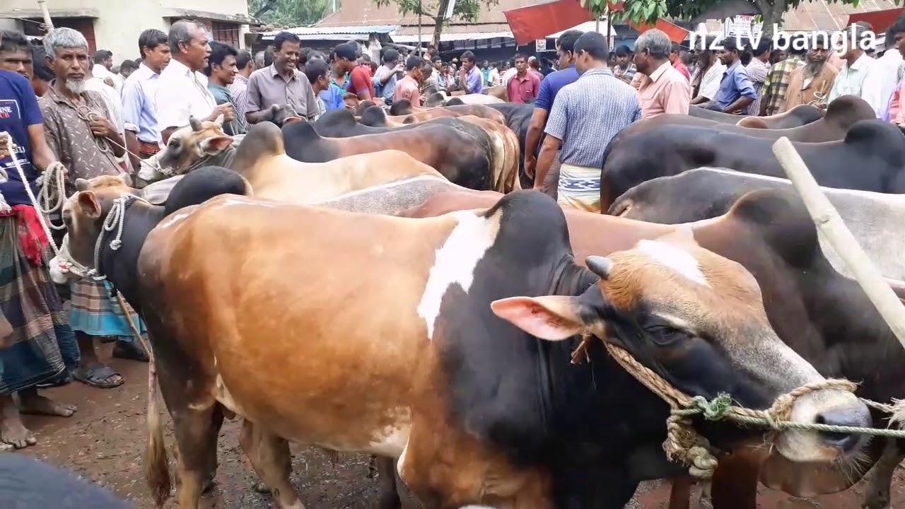 রংপুর জেলার শঠিবাড়ী পশুর হাট থেকে //কুরবানি  উপলক্ষে মাঝারি সাইজের ষাঁড় গরুর দাম জানুন।