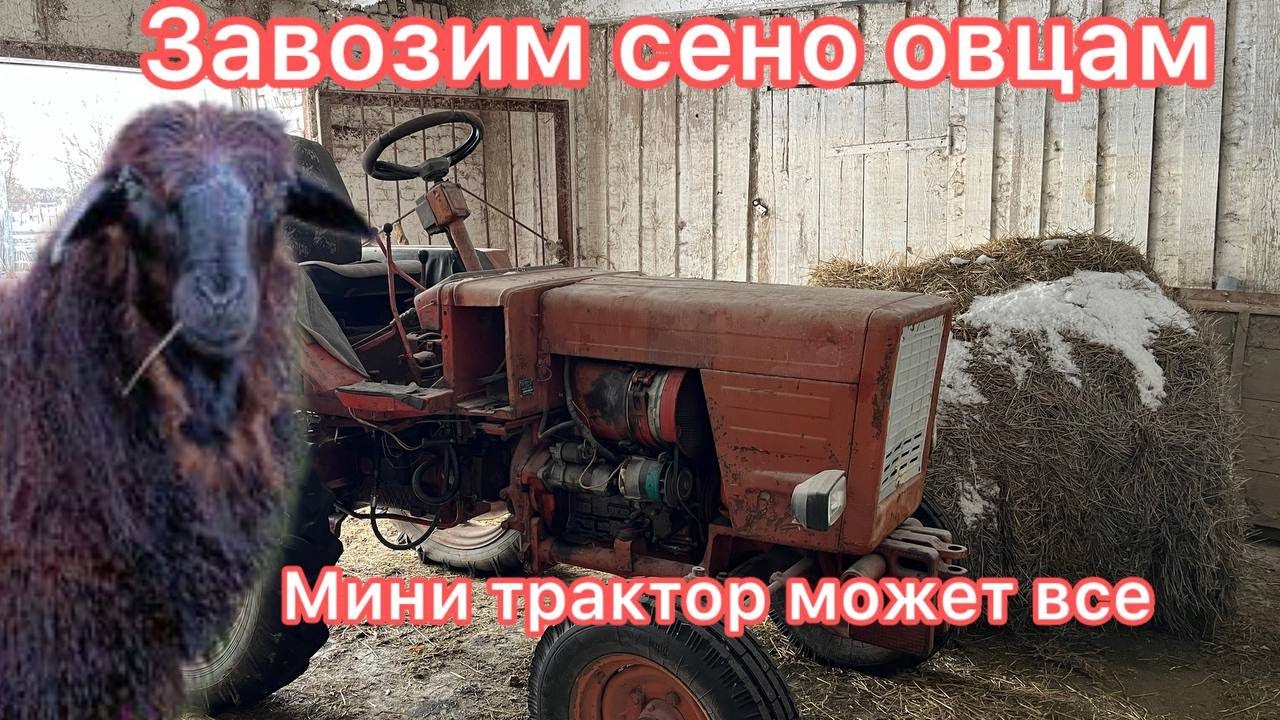 Кормление овец зимой. Овцеводство как бизнес