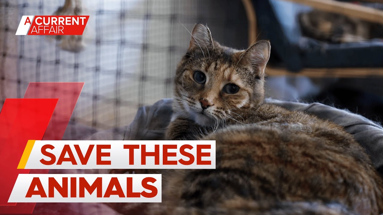 Rental crisis forces pet owners to part ways with furry friends | A Current Affair