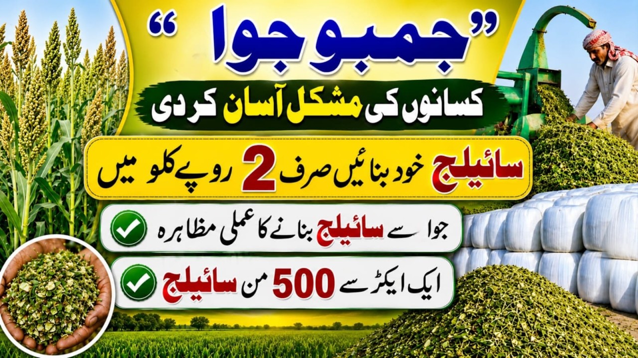 Jawa silage making process| best oat Jawa Seed| جولائی سے دسمبر تک کاشت، تین کٹ، بہترین سائیلج