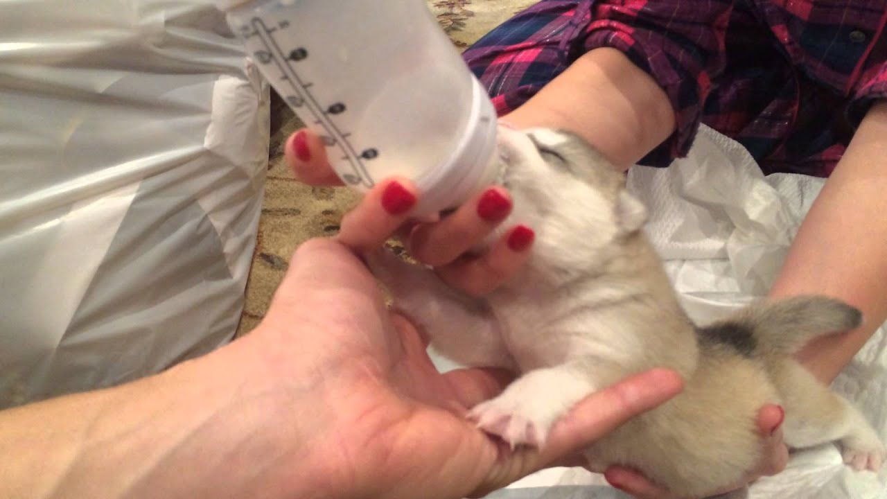 Rocket - 12 day old Siberian Husky bottle feeding