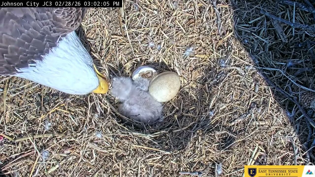 Johnson City 2/28/26 Jolene & Boone, JC26 first feeding
