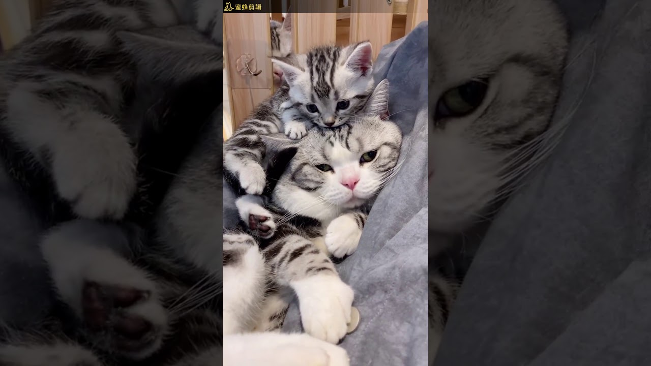 萌猫大吉（1）