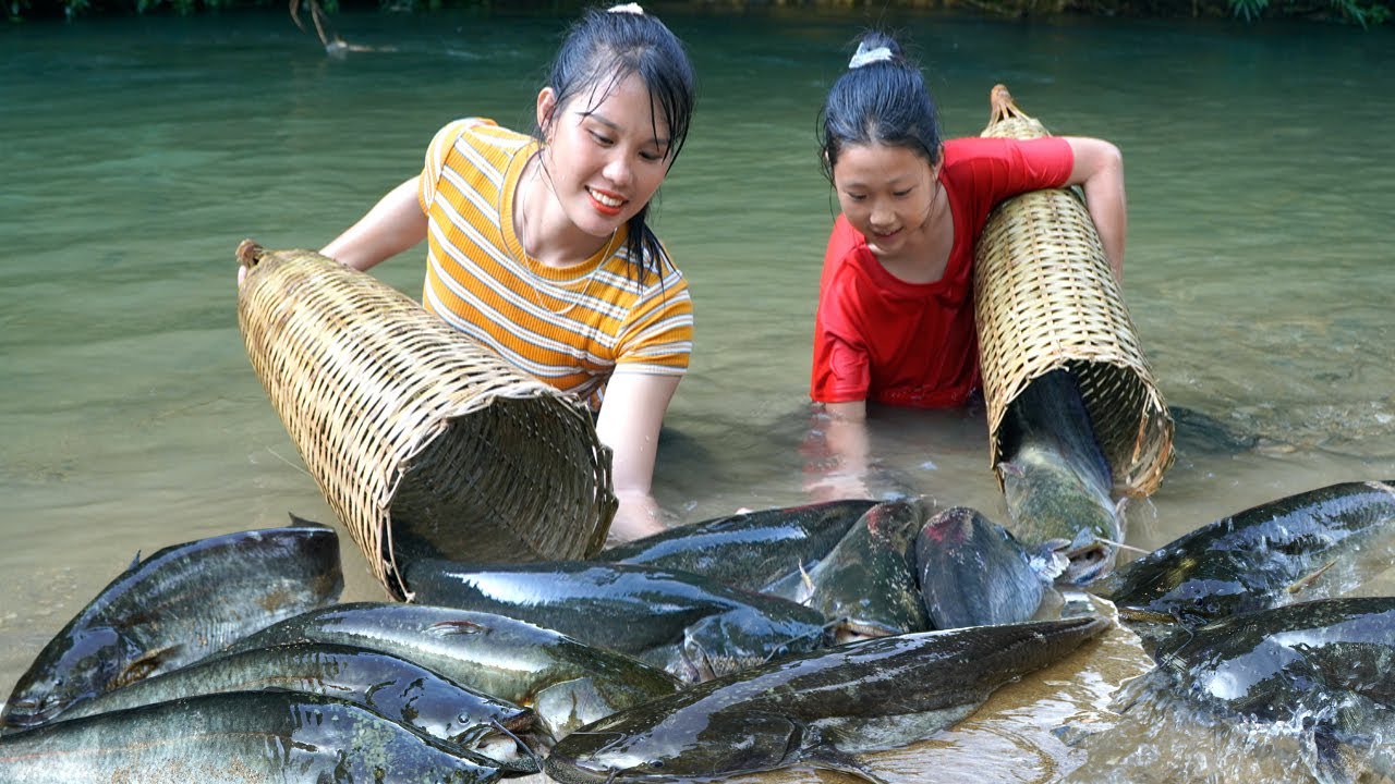How to block a stream with bamboo to catch giant catfish in flood season