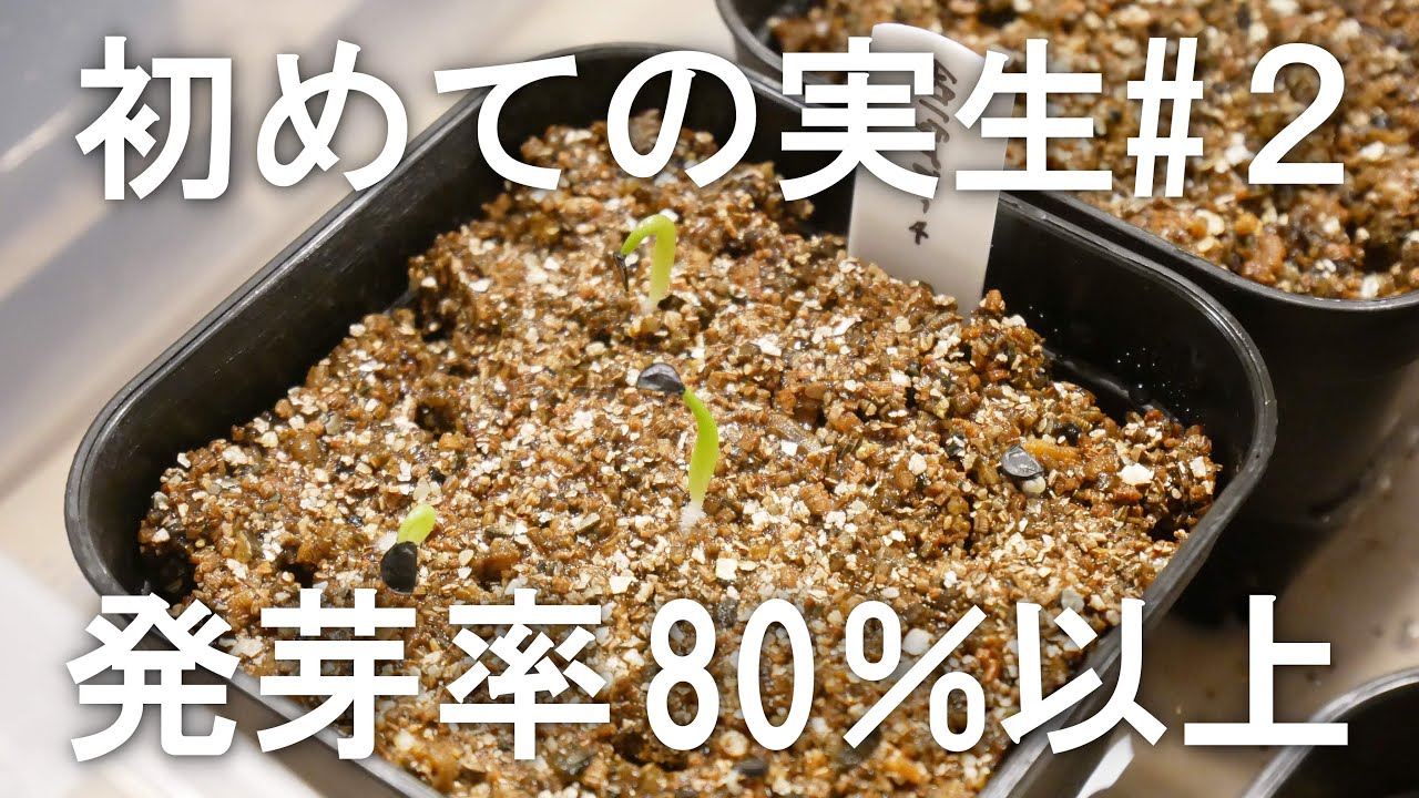 チタノタブルーと亀甲竜の実生 発芽率が高すぎる件②